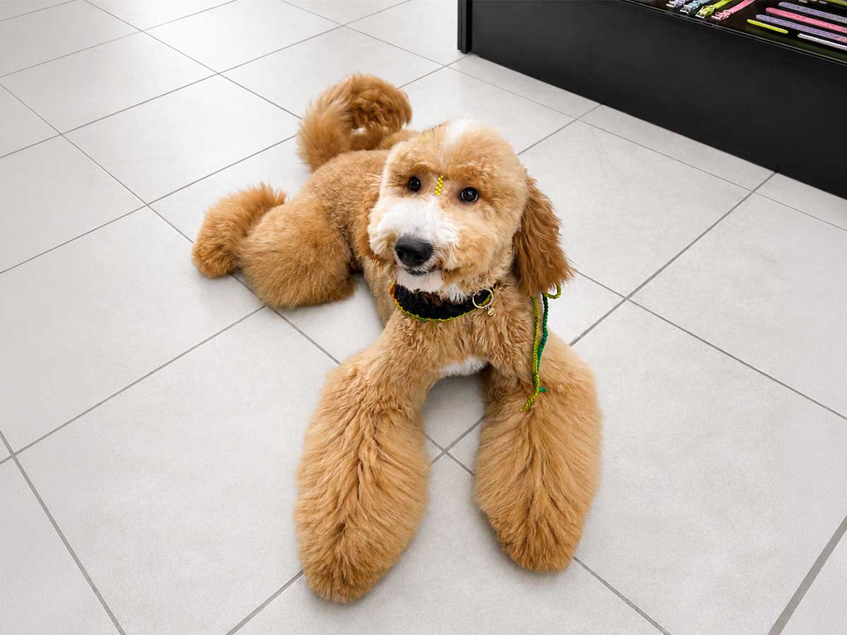 Transformación de grooming en SpaceVibes, Bayamón