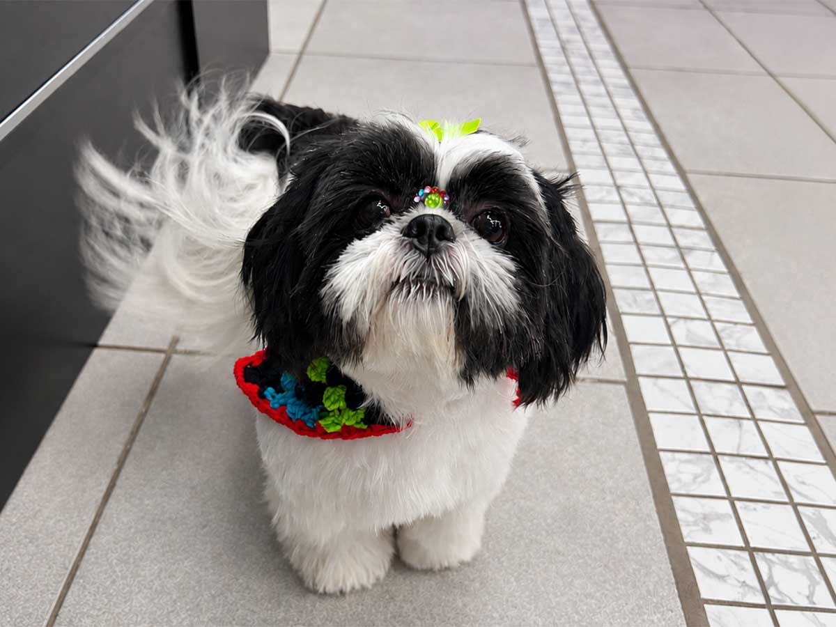 Transformación de grooming en SpaceVibes, Bayamón