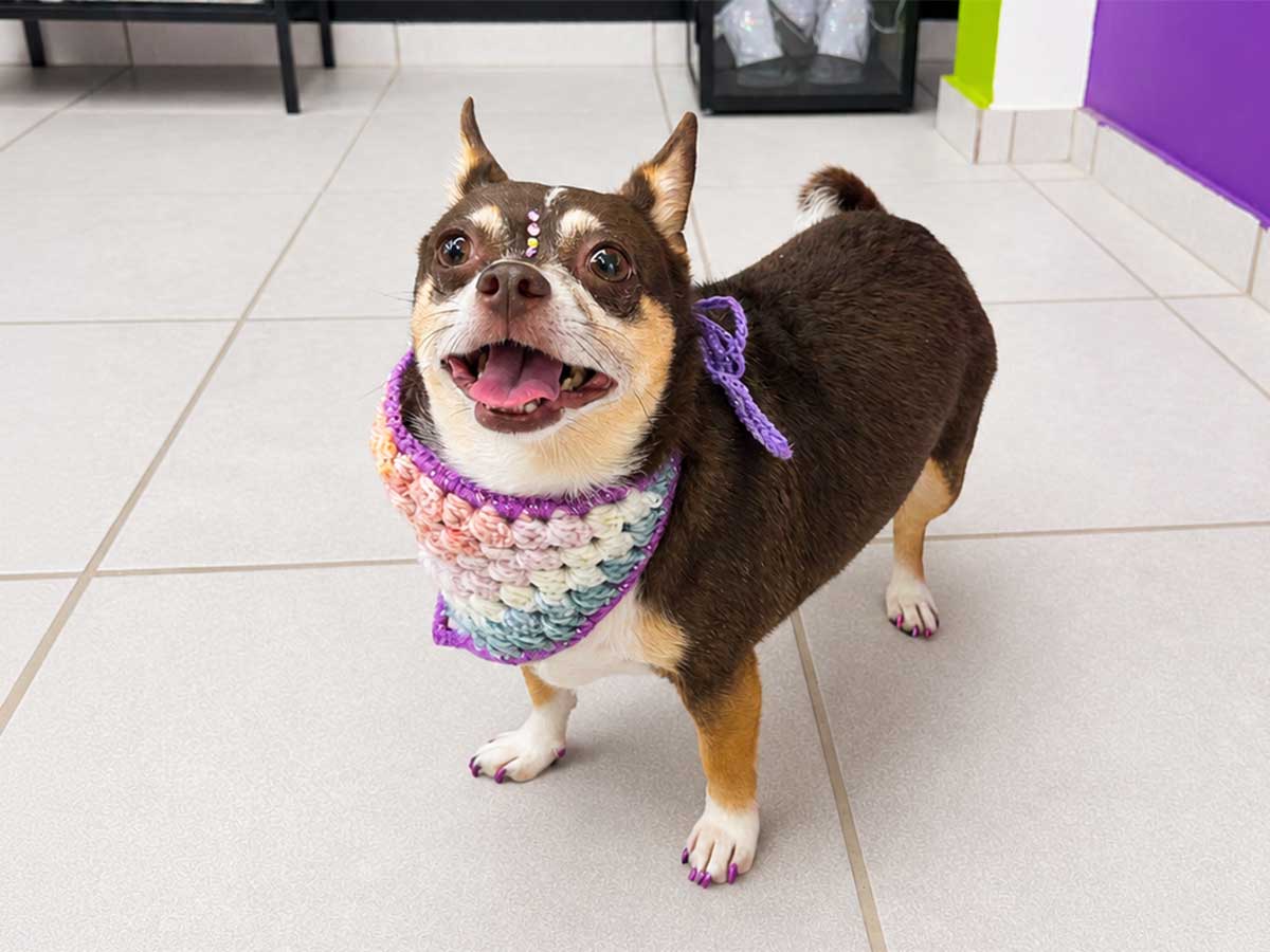 Transformación de grooming en SpaceVibes, Bayamón
