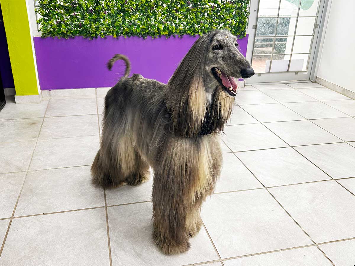 Transformación de grooming en SpaceVibes, Bayamón
