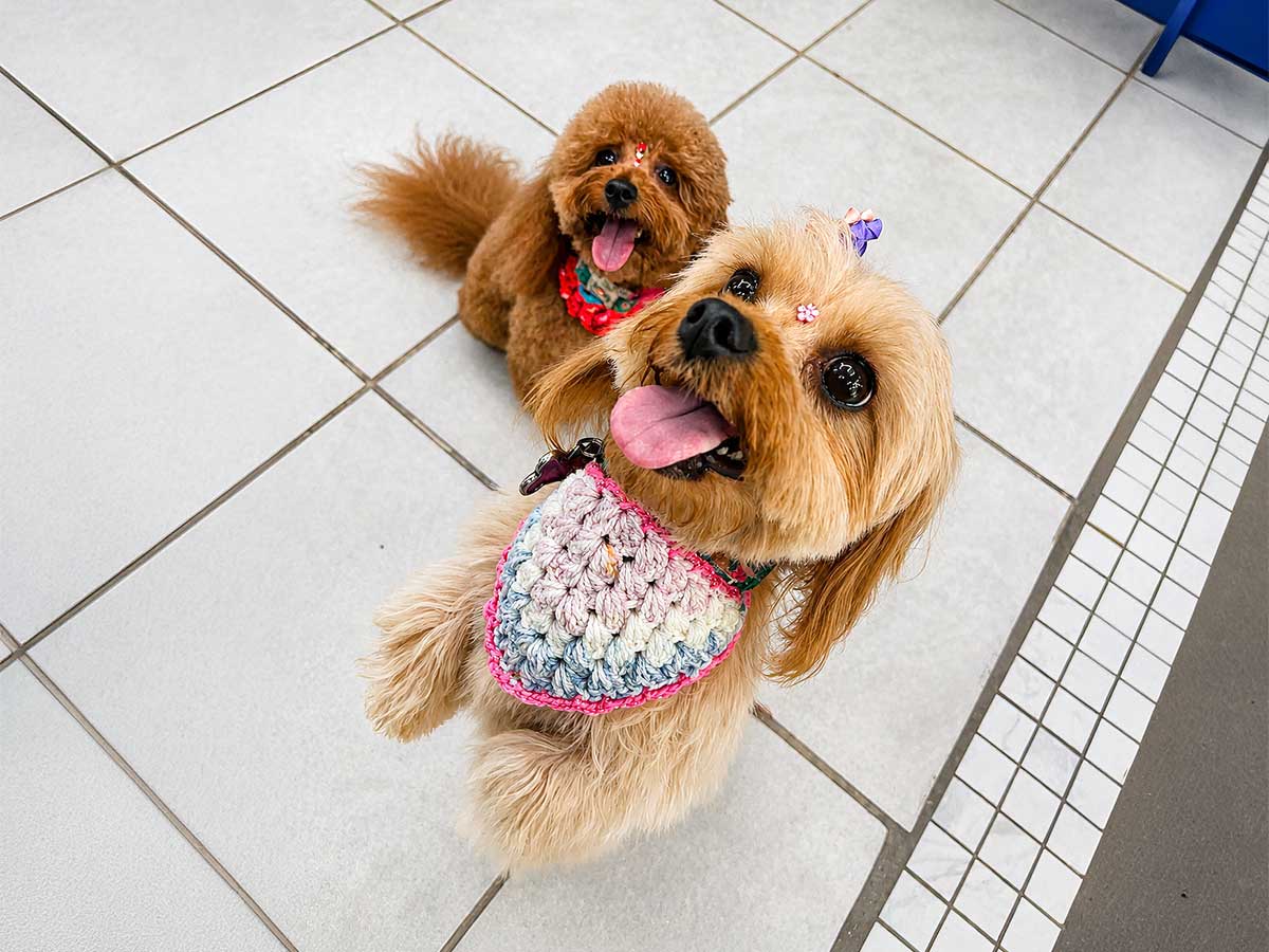 Perros felices y consentidos en SpaceVibes Grooming, Bayamón