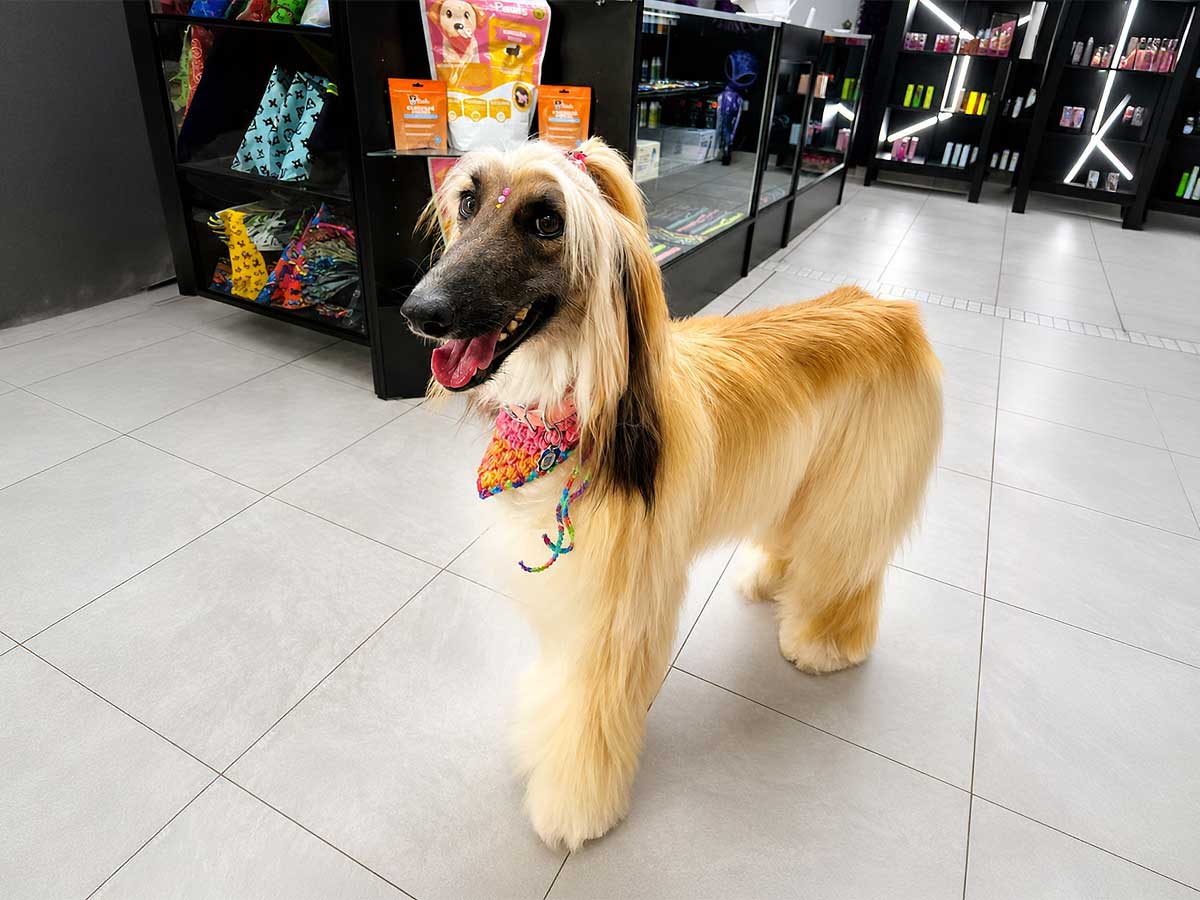 Perro recién groomeado y con recorte en SpaceVibes Grooming, Bayamón
