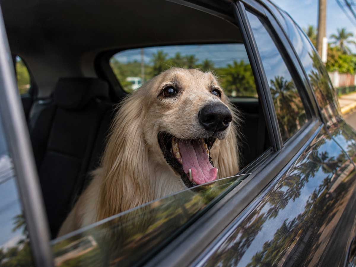 Perro feliz en el Pet Uber de SpaceVibes Grooming, Bayamón